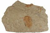 Cambrian Trilobite (Acadoparadoxides) - Tinjdad, Morocco #198731-1